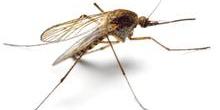 Groźba Zika